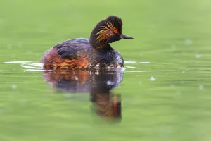 Black-necked Grebe (Podiceps nigricollis) Bavaria, Germany Black-necked Grebe (Podiceps nigricollis) Bavaria, Germany