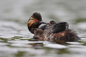 Black-necked Grebe (Podiceps nigricollis) chick, Bavaria, Germany Black-necked Grebe (Podiceps nigricollis) chick, Bavaria, Germany