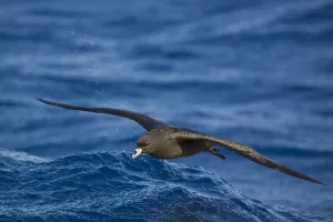 Black Petrel (Procellaria parkinsoni) flying, New Zealand Black Petrel (Procellaria parkinsoni) flying, New Zealand