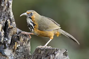 Black-streaked Scimitar Babbler (Pomatorhinus gravivox), Yunnan, China Black-streaked Scimitar Babbler (Pomatorhinus gravivox), Yunnan, China