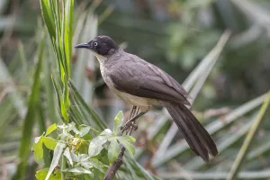 Blackcap Babbler (Turdoides reinwardtii), Gambia Blackcap Babbler (Turdoides reinwardtii), Gambia