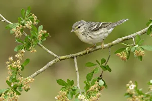 Blackpoll Warbler (Setophaga striata) female, Texas, USA Blackpoll Warbler (Setophaga striata) female, Texas, USA