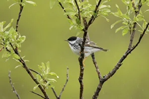 Blackpoll Warbler (Setophaga striata) male, Alaska, USA Blackpoll Warbler (Setophaga striata) male, Alaska, USA