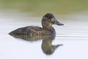 Blue-billed Duck (Oxyura australis) female, Victoria, Australia Blue-billed Duck (Oxyura australis) female, Victoria, Australia