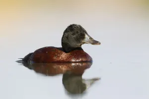 Blue-billed Duck (Oxyura australis) male, Victoria, Australia Blue-billed Duck (Oxyura australis) male, Victoria, Australia