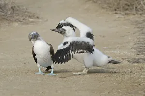 Blue-footed Booby (Sula nebouxii), juvenile beggs for food, Manabi, Ecuador Blue-footed Booby (Sula nebouxii), juvenile beggs for food, Manabi, Ecuador