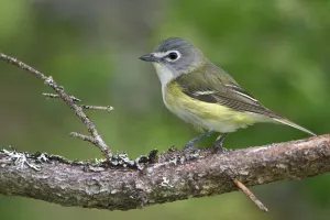 Blue-headed Vireo (Vireo solitarius), Newfoundland, Canada Blue-headed Vireo (Vireo solitarius), Newfoundland, Canada