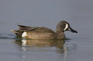Blue-winged Teal (Spatula discors) male, North Dakota, USA Blue-winged Teal (Spatula discors) male, North Dakota, USA