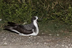 Bonin Petrel (Pterodroma hypoleuca), Hawaii, USA Bonin Petrel (Pterodroma hypoleuca), Hawaii, USA