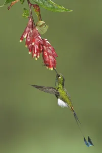 Booted Racket-tail (Ocreatus underwoodii), Ecuador Booted Racket-tail (Ocreatus underwoodii), Ecuador