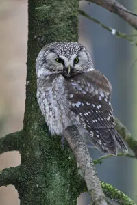 Boreal Owl (Aegolius funereus), Bavaria, Germany Boreal Owl (Aegolius funereus), Bavaria, Germany