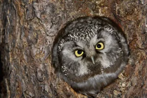 Boreal Owl (Aegolius funereus) in nest cavity, Alaska Boreal Owl (Aegolius funereus) in nest cavity, Alaska