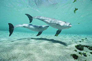 Bottlenose Dolphin (Tursiops truncatus) pair, Dolphin Quest, Waikoloa Hyatt, Hawaii Bottlenose Dolphin (Tursiops truncatus) pair, Dolphin Quest, Waikoloa Hyatt, Hawaii