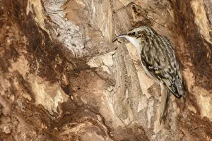Brown Creeper (Certhia americana), Ontario, Canada Brown Creeper (Certhia americana), Ontario, Canada