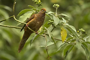 Brown Cuckoo-Dove (Macropygia phasianella), Queensland, Australien Brown Cuckoo-Dove (Macropygia phasianella), Queensland, Australien