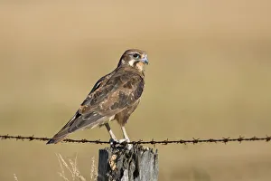 Brown Falcon (Falco berigora), Victoria, Australia Brown Falcon (Falco berigora), Victoria, Australia