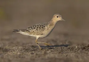 Buff-breasted Sandpiper (Calidris subruficollis), Ohio, USA Buff-breasted Sandpiper (Calidris subruficollis), Ohio, USA