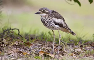 Bush Stone-curlew (Burhinus grallarius), Queensland, Australia Bush Stone-curlew (Burhinus grallarius), Queensland, Australia