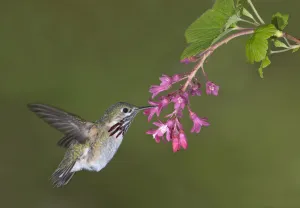 Calliope Hummingbird (Selasphorus calliope), Canada Calliope Hummingbird (Selasphorus calliope), Canada