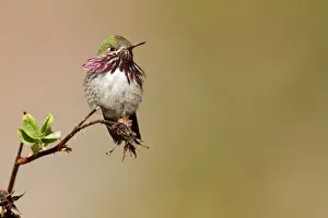 Calliope Hummingbird (Selasphorus calliope) male, California, USA Calliope Hummingbird (Selasphorus calliope) male, California, USA