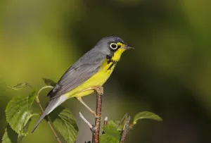 Canada Warbler (Cardellina canadensis), Maine, USA Canada Warbler (Cardellina canadensis), Maine, USA