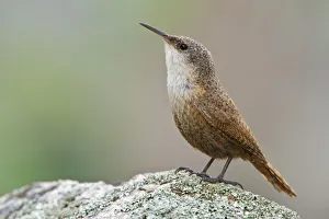 Canyon Wren (Catherpes mexicanus), British Columbia, Canada Canyon Wren (Catherpes mexicanus), British Columbia, Canada
