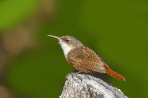 Canyon Wren (Catherpes mexicanus), Arizona, USA Canyon Wren (Catherpes mexicanus), Arizona, USA