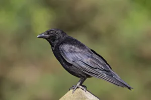 Carrion Crow (Corvus corone), Wales, United Kingdom Carrion Crow (Corvus corone), Wales, United Kingdom