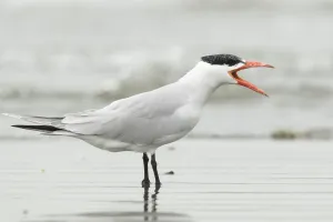 Caspian Tern (Hydroprogne caspia) calling, Gambia Caspian Tern (Hydroprogne caspia) calling, Gambia