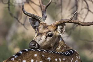 Close Up Deer Photo Prints: Chital (Axis axis) looking backwards, Ranthambore National Park, India