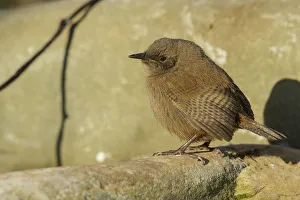 Cobbs Wren (Troglodytes cobbi) on rocky beach, Falkland Islands Cobbs Wren (Troglodytes cobbi) on rocky beach, Falkland Islands
