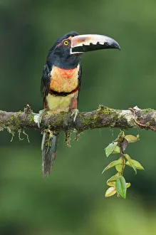 Collared Aracari (Pteroglossus torquatus), Costa Rica Collared Aracari (Pteroglossus torquatus), Costa Rica