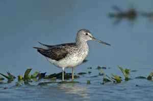 Common Greenshank (Tringa nebularia), Schleswig-Holstein, Germany Common Greenshank (Tringa nebularia), Schleswig-Holstein, Germany