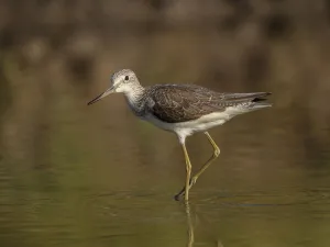 Common Greenshank (Tringa nebularia) foraging, Gambia Common Greenshank (Tringa nebularia) foraging, Gambia
