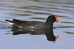 Common Moorhen (Gallinula chloropus), Arizona, USA Common Moorhen (Gallinula chloropus), Arizona, USA