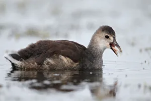Common Moorhen (Gallinula chloropus) juvenile, Florida, USA Common Moorhen (Gallinula chloropus) juvenile, Florida, USA