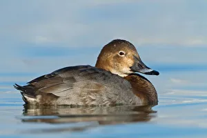 Common Pochard (Aythya ferina) female, Baden-Wuerttemberg, Germany Common Pochard (Aythya ferina) female, Baden-Wuerttemberg, Germany