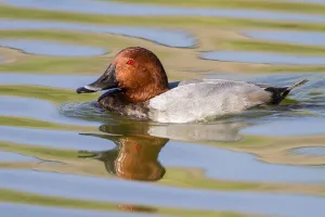 Common Pochard (Aythya ferina) male, Castile-La Mancha, Spain Common Pochard (Aythya ferina) male, Castile-La Mancha, Spain