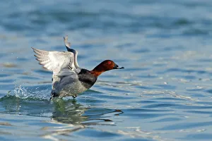 Common Pochard (Aythya ferina) male flying, Baden-Wuerttemberg, Germany Common Pochard (Aythya ferina) male flying, Baden-Wuerttemberg, Germany