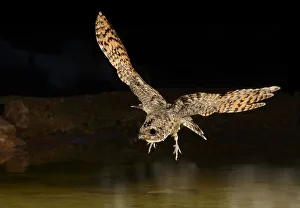 Common Poorwill (Phalaenoptilus nuttallii) flying, Arizona, USA Common Poorwill (Phalaenoptilus nuttallii) flying, Arizona, USA