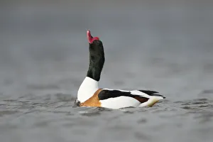 Common Shelduck (Tadorna tadorna) male, The Netherlands Common Shelduck (Tadorna tadorna) male, The Netherlands