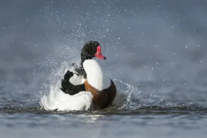 Common Shelduck (Tadorna tadorna) male bathing, Schleswig-Holstein, Germany Common Shelduck (Tadorna tadorna) male bathing, Schleswig-Holstein, Germany