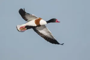 Common Shelduck (Tadorna tadorna) male flying, Texel, The Netherlands Common Shelduck (Tadorna tadorna) male flying, Texel, The Netherlands