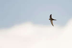 Common Swift (Apus apus) flying, North Rhine-Westphalia, Germany Common Swift (Apus apus) flying, North Rhine-Westphalia, Germany