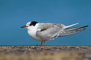 Common Tern (Sterna hirundo), Schleswig-Holstein, Germany Common Tern (Sterna hirundo), Schleswig-Holstein, Germany
