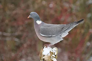 Common Wood Pigeon (Columba palumbus), Lower Saxony, Germany Common Wood Pigeon (Columba palumbus), Lower Saxony, Germany