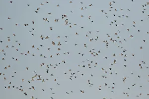 Common Wood Pigeon (Columba palumbus) flying, North Rhine-Westphalia, Germany Common Wood Pigeon (Columba palumbus) flying, North Rhine-Westphalia, Germany