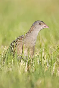 Corn Crake (Crex crex), Saxony-Anhalt, Germany Corn Crake (Crex crex), Saxony-Anhalt, Germany