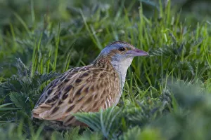 Corn Crake (Crex crex), Scotland, United Kingdom Corn Crake (Crex crex), Scotland, United Kingdom
