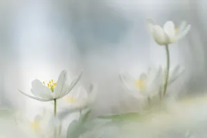 Flowering Plants In Spring Prints: Flowers in springtime